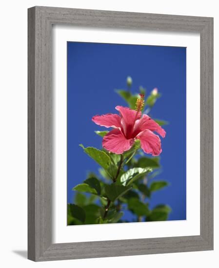 Pink Hibiscus Flower, Bermuda, Central America-Robert Harding-Framed Photographic Print