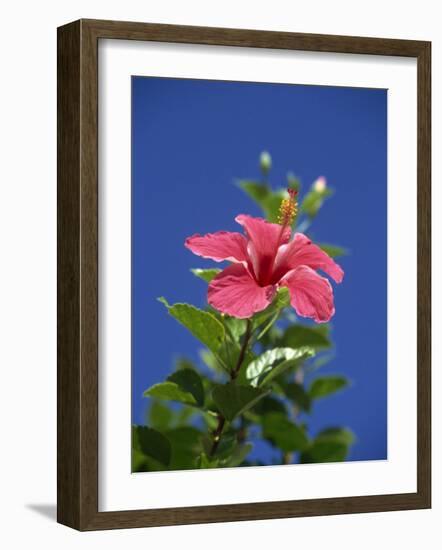 Pink Hibiscus Flower, Bermuda, Central America-Robert Harding-Framed Photographic Print