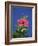 Pink Hibiscus Flower, Bermuda, Central America-Robert Harding-Framed Photographic Print