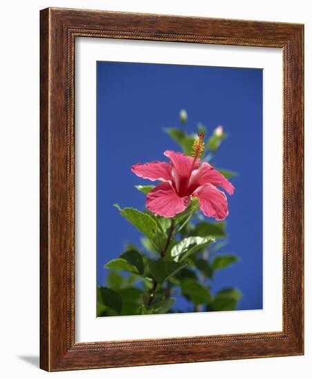 Pink Hibiscus Flower, Bermuda, Central America-Robert Harding-Framed Photographic Print