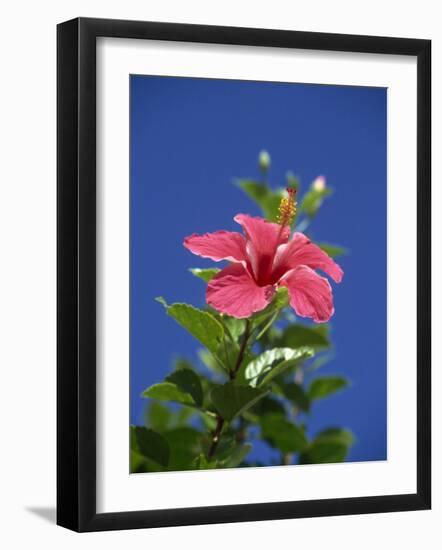 Pink Hibiscus Flower, Bermuda, Central America-Robert Harding-Framed Photographic Print