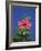 Pink Hibiscus Flower, Bermuda, Central America-Robert Harding-Framed Photographic Print