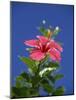 Pink Hibiscus Flower, Bermuda, Central America-Robert Harding-Mounted Photographic Print