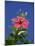 Pink Hibiscus Flower, Bermuda, Central America-Robert Harding-Mounted Photographic Print