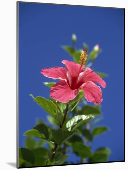 Pink Hibiscus Flower, Bermuda, Central America-Robert Harding-Mounted Photographic Print