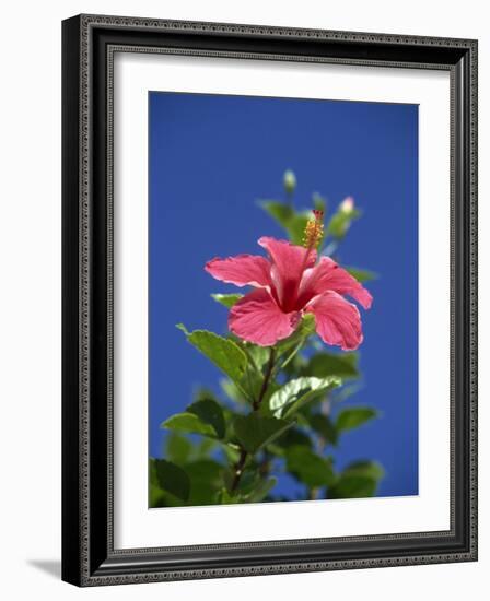 Pink Hibiscus Flower, Bermuda, Central America-Robert Harding-Framed Photographic Print