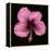 Pink Hibiscus Flower Isolated on Black Background-Christian Slanec-Framed Premier Image Canvas