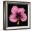 Pink Hibiscus Flower Isolated on Black Background-Christian Slanec-Framed Photographic Print