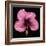 Pink Hibiscus Flower Isolated on Black Background-Christian Slanec-Framed Photographic Print