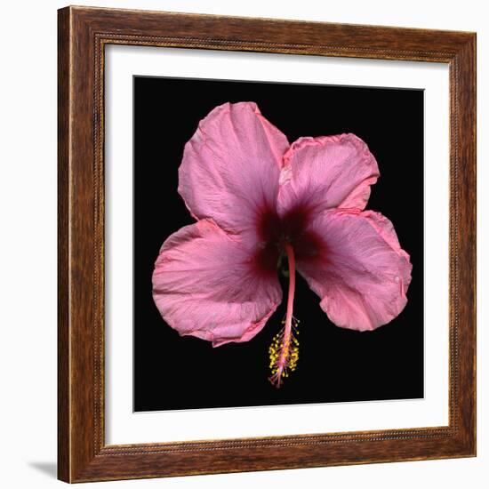 Pink Hibiscus Flower Isolated on Black Background-Christian Slanec-Framed Photographic Print