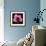 Pink Hibiscus Flower Isolated on Black Background-Christian Slanec-Framed Photographic Print displayed on a wall