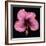 Pink Hibiscus Flower Isolated on Black Background-Christian Slanec-Framed Photographic Print