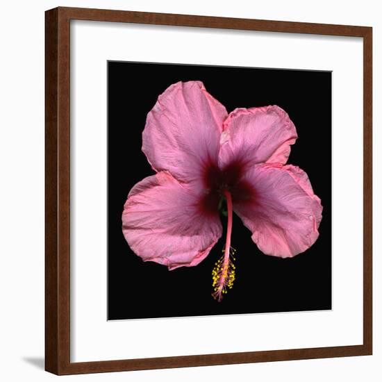 Pink Hibiscus Flower Isolated on Black Background-Christian Slanec-Framed Photographic Print