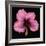 Pink Hibiscus Flower Isolated on Black Background-Christian Slanec-Framed Photographic Print