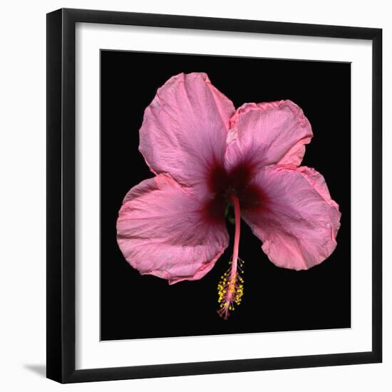 Pink Hibiscus Flower Isolated on Black Background-Christian Slanec-Framed Photographic Print