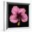 Pink Hibiscus Flower Isolated on Black Background-Christian Slanec-Framed Photographic Print