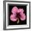 Pink Hibiscus Flower Isolated on Black Background-Christian Slanec-Framed Photographic Print