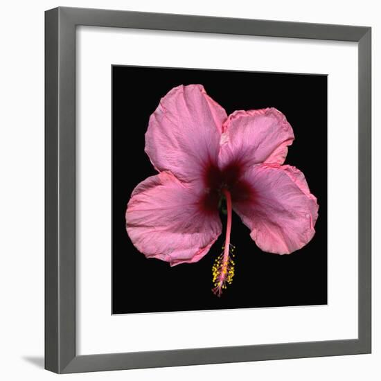 Pink Hibiscus Flower Isolated on Black Background-Christian Slanec-Framed Photographic Print