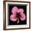 Pink Hibiscus Flower Isolated on Black Background-Christian Slanec-Framed Photographic Print