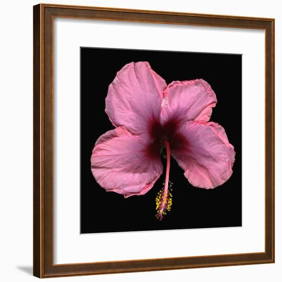 Pink Hibiscus Flower Isolated on Black Background-Christian Slanec-Framed Photographic Print