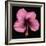 Pink Hibiscus Flower Isolated on Black Background-Christian Slanec-Framed Photographic Print