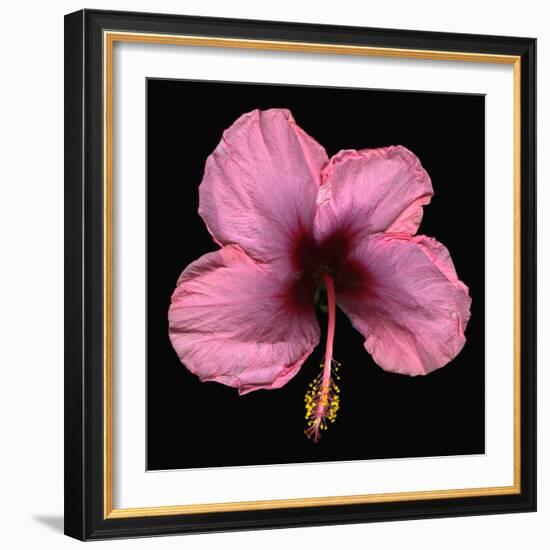 Pink Hibiscus Flower Isolated on Black Background-Christian Slanec-Framed Photographic Print