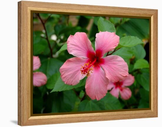 Pink Hibiscus Flower-Lisa S. Engelbrecht-Framed Premier Image Canvas