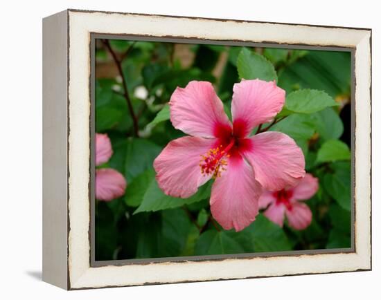 Pink Hibiscus Flower-Lisa S. Engelbrecht-Framed Premier Image Canvas