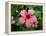 Pink Hibiscus Flower-Lisa S. Engelbrecht-Framed Premier Image Canvas