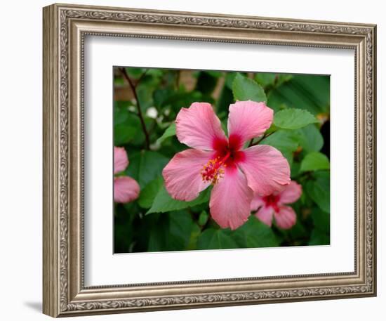 Pink Hibiscus Flower-Lisa S. Engelbrecht-Framed Photographic Print