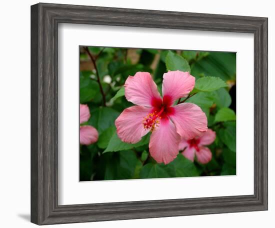 Pink Hibiscus Flower-Lisa S. Engelbrecht-Framed Photographic Print