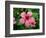 Pink Hibiscus Flower-Lisa S. Engelbrecht-Framed Photographic Print