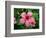 Pink Hibiscus Flower-Lisa S. Engelbrecht-Framed Photographic Print