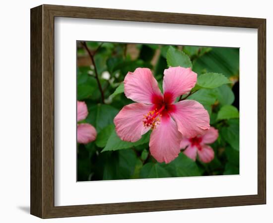 Pink Hibiscus Flower-Lisa S. Engelbrecht-Framed Photographic Print