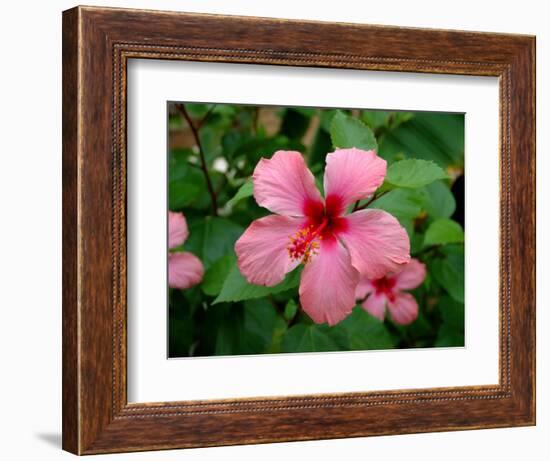 Pink Hibiscus Flower-Lisa S. Engelbrecht-Framed Photographic Print