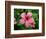 Pink Hibiscus Flower-Lisa S. Engelbrecht-Framed Photographic Print