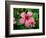 Pink Hibiscus Flower-Lisa S. Engelbrecht-Framed Photographic Print