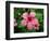 Pink Hibiscus Flower-Lisa S. Engelbrecht-Framed Photographic Print