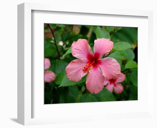 Pink Hibiscus Flower-Lisa S. Engelbrecht-Framed Photographic Print