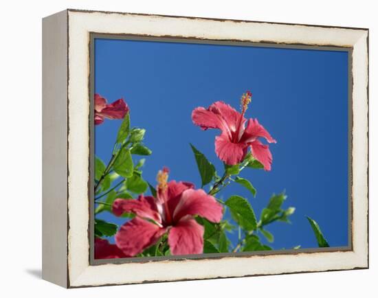 Pink Hibiscus Flowers, Bermuda, Central America-Robert Harding-Framed Premier Image Canvas