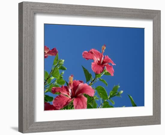 Pink Hibiscus Flowers, Bermuda, Central America-Robert Harding-Framed Photographic Print