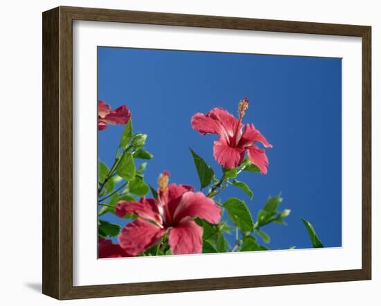 Pink Hibiscus Flowers, Bermuda, Central America-Robert Harding-Framed Photographic Print