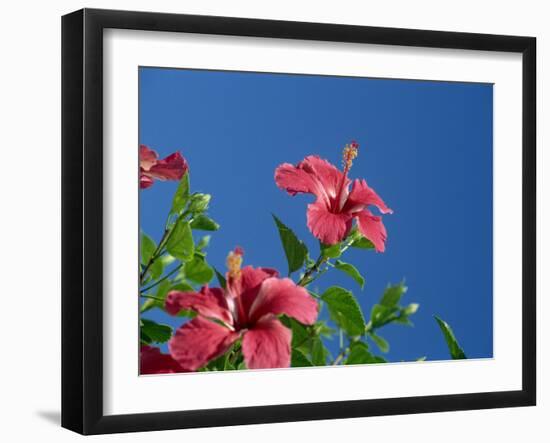 Pink Hibiscus Flowers, Bermuda, Central America-Robert Harding-Framed Photographic Print