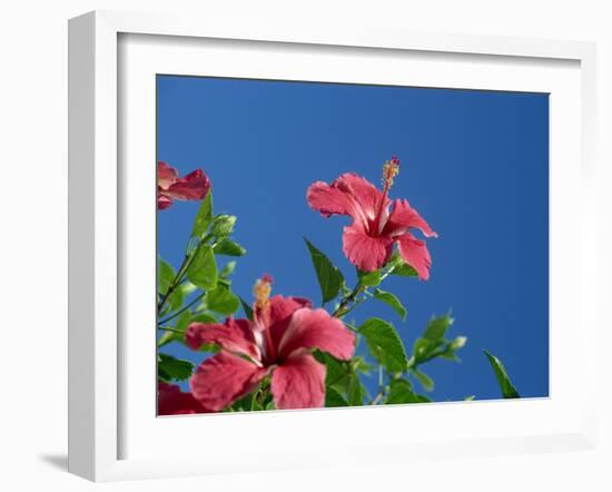 Pink Hibiscus Flowers, Bermuda, Central America-Robert Harding-Framed Photographic Print