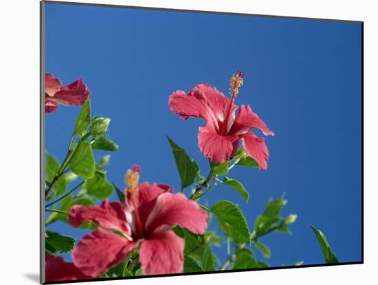 Pink Hibiscus Flowers, Bermuda, Central America-Robert Harding-Mounted Photographic Print