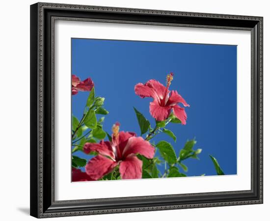 Pink Hibiscus Flowers, Bermuda, Central America-Robert Harding-Framed Photographic Print