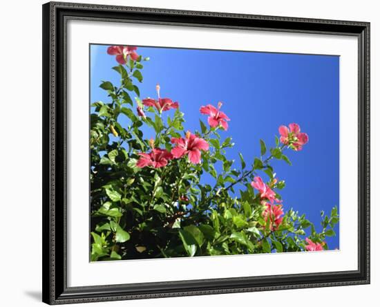 Pink Hibiscus Flowers, Bermuda, Central America-Robert Harding-Framed Photographic Print