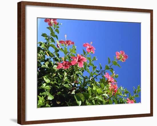 Pink Hibiscus Flowers, Bermuda, Central America-Robert Harding-Framed Photographic Print