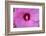 Pink Hibiscus, Usa-Lisa S. Engelbrecht-Framed Photographic Print