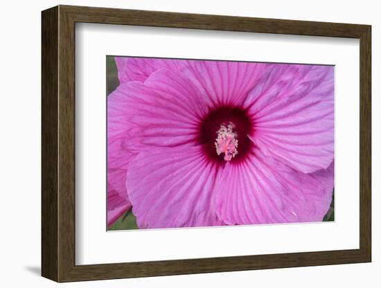 Pink Hibiscus, Usa-Lisa S. Engelbrecht-Framed Photographic Print